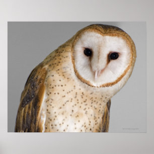 Portrait der Scheuneneule (Tyto alba). Poster