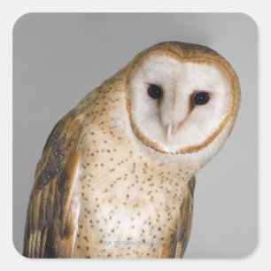 Portrait der Scheuneneule (Tyto alba). Quadratischer Aufkleber