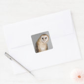 Portrait der Scheuneneule (Tyto alba). Quadratischer Aufkleber (Umschlag)