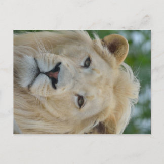 Portrait der südafrikanischen Weißen Löwe Postkarte