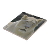 Portrait der weißen Löwen Fliese (Seite)