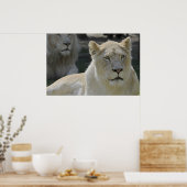 Portrait der weißen Löwen Poster (Küche)