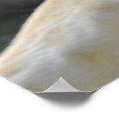 Portrait der weißen Löwen Poster (Ecke)