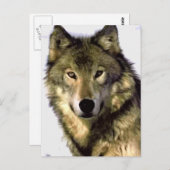 Portrait der Wolf-Post-Karte Postkarte (Vorne/Hinten)