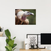 Portrait des Gänsegeiers Poster (Heimbüro)