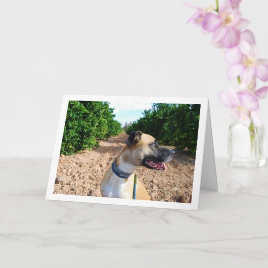 Portrait des Hundes in Orchard Karte (Orchidee)