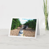 Portrait des Hundes in Orchard Karte (Vorderseite)