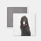 Portrait des Hundes Labradoodle Magnet (Vorderseite/Rückseite)