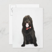 Portrait des Hundes Labradoodle Postkarte (Vorne/Hinten)