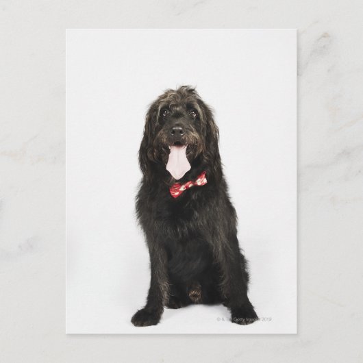 Portrait des Hundes Labradoodle Postkarte (Vorderseite)