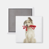 Portrait des Hundes mit Leash Magnet (Vorderseite/Rückseite)
