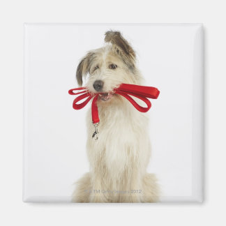 Portrait des Hundes mit Leash Magnet