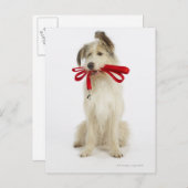 Portrait des Hundes mit Leash Postkarte (Vorne/Hinten)