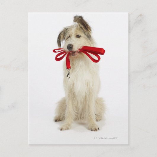 Portrait des Hundes mit Leash Postkarte (Vorderseite)