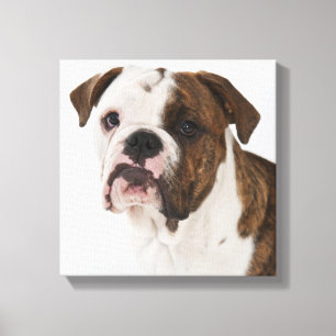 Portrait des niedlichen Bulldoggen Leinwanddruck