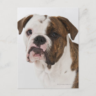 Portrait des niedlichen Bulldoggen Postkarte