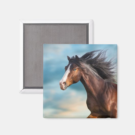 Portrait des schönen Pferdes mit Long Mane Magnet (Vorderseite/Rückseite)