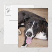Portrait des schwarzen Hundes Postkarte (Vorne/Hinten)