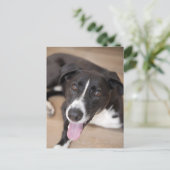 Portrait des schwarzen Hundes Postkarte (Stehend Vorderseite)