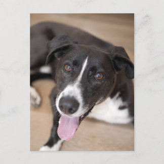 Portrait des schwarzen Hundes Postkarte