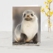 Portrait des Siegel Pup am Strand Karte (Gelbe Blume)