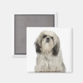 Portrait des tibetischen Terrier-Welpen Magnet (Vorderseite/Rückseite)