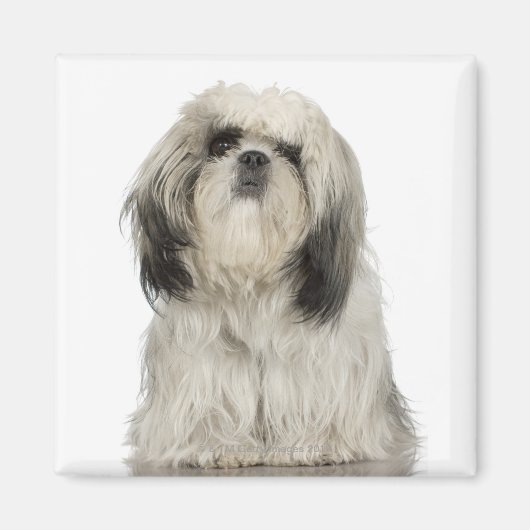 Portrait des tibetischen Terrier-Welpen Magnet (Vorne)