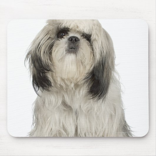 Portrait des tibetischen Terrier Welpen Mousepad (Vorne)