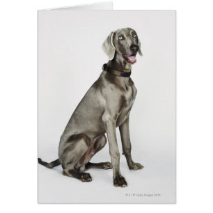 Portrait des Weimaraner Hundes