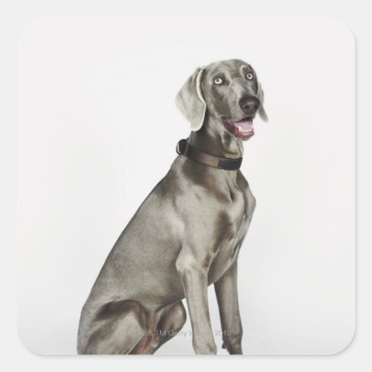 Portrait des Weimaraner Hundes Quadratischer Aufkleber (Vorderseite)
