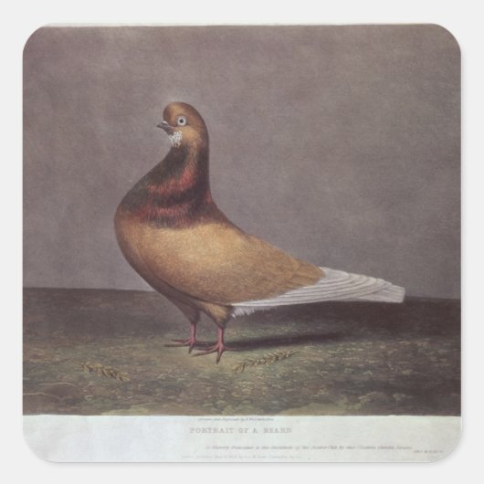 Portrait einer Bärentaube Quadratischer Aufkleber (Vorderseite)
