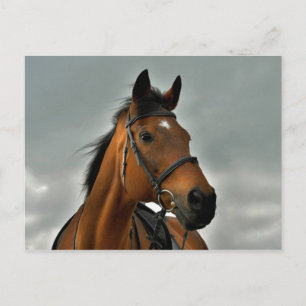 Portrait einer durchsichtigen Bucht Postkarte