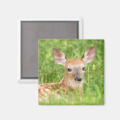 Portrait einer Faune (Weißschwanzhirsche) Magnet (Vorderseite/Rückseite)
