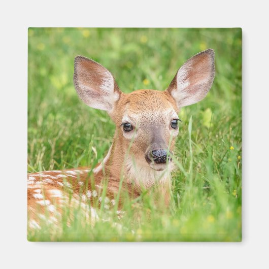Portrait einer Faune (Weißschwanzhirsche) Magnet (Vorne)