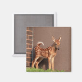 Portrait einer Faune (Weißschwanzhirsche) Magnet (Vorderseite/Rückseite)
