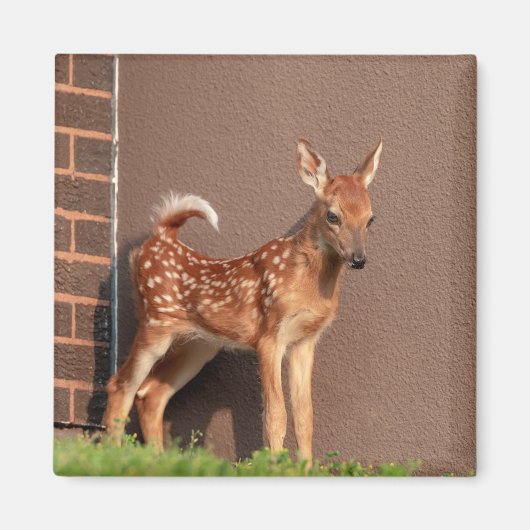 Portrait einer Faune (Weißschwanzhirsche) Magnet (Vorne)