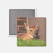 Portrait einer Faune (Weißschwanzhirsche) Magnet (Vorderseite/Rückseite)