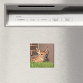 Portrait einer Faune (Weißschwanzhirsche) Magnet (In Situ (Geschirrspüler))