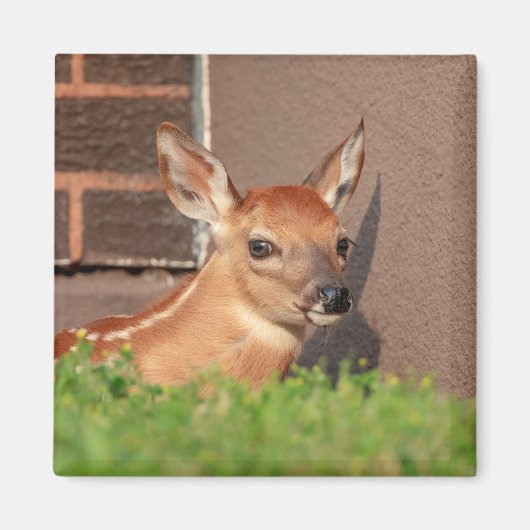 Portrait einer Faune (Weißschwanzhirsche) Magnet (Vorne)