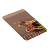 Portrait einer Faune (Weißschwanzhirsche) Magnet (Rechte Seite)