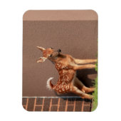Portrait einer Faune (Weißschwanzhirsche) Magnet (Vertikal)