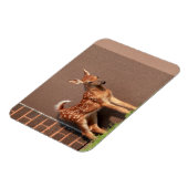 Portrait einer Faune (Weißschwanzhirsche) Magnet (Linke Seite)