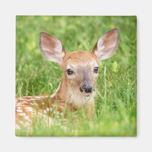 Portrait einer Faune (Weißschwanzhirsche) Magnet (Vorne)