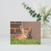 Portrait einer Faune (Weißschwanzhirsche) Postkarte (Stehend Vorderseite)