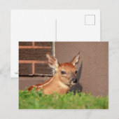 Portrait einer Faune (Weißschwanzhirsche) Postkarte (Vorne/Hinten)