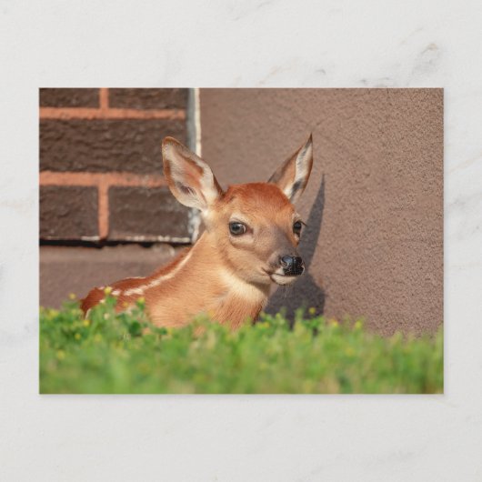 Portrait einer Faune (Weißschwanzhirsche) Postkarte (Vorderseite)