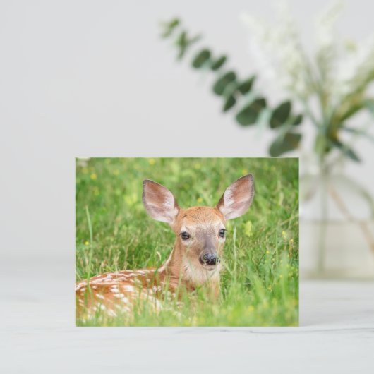 Portrait einer Faune (Weißschwanzhirsche) Postkarte (Stehend Vorderseite)