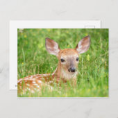 Portrait einer Faune (Weißschwanzhirsche) Postkarte (Vorne/Hinten)