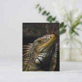 Portrait einer Iguana Postkarte (Stehend Vorderseite)