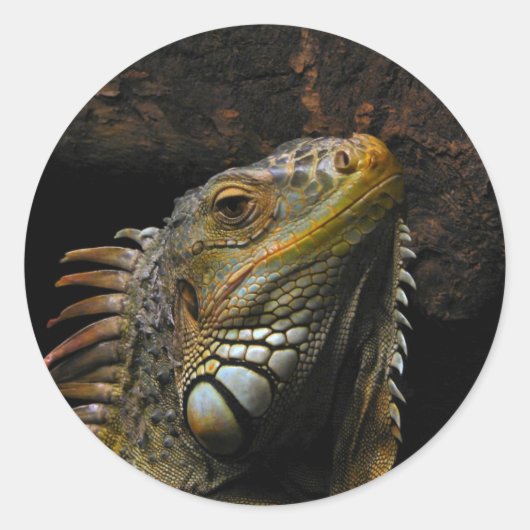 Portrait einer Iguana Runder Aufkleber (Vorderseite)